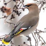 太平鸟-缩略图-13