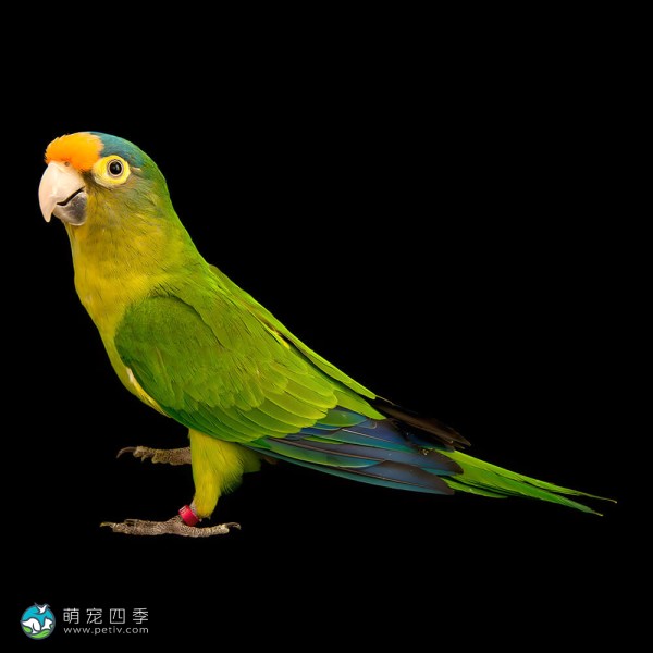 桃额锥尾鹦鹉-1