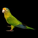 桃额锥尾鹦鹉-缩略图-1