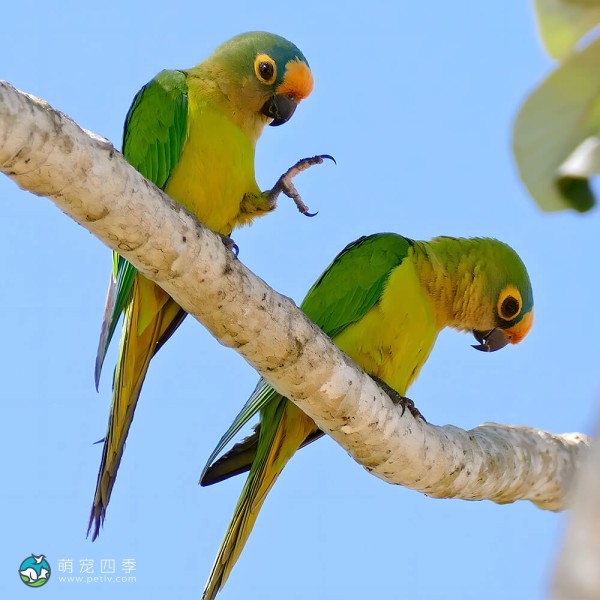 桃额锥尾鹦鹉-2