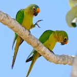 桃额锥尾鹦鹉-缩略图-2