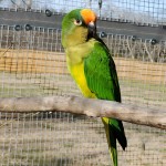 桃额锥尾鹦鹉-缩略图-3