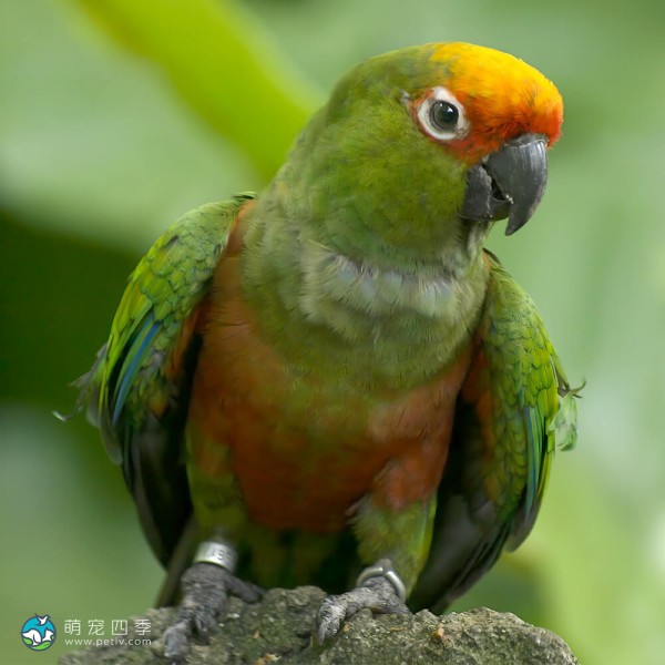 桃额锥尾鹦鹉-4