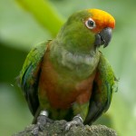 桃额锥尾鹦鹉-缩略图-4