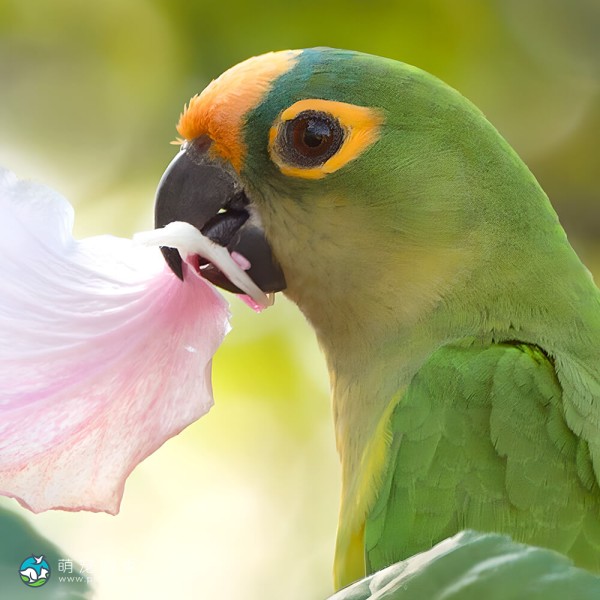 桃额锥尾鹦鹉-5