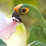 桃额锥尾鹦鹉-缩略图-5