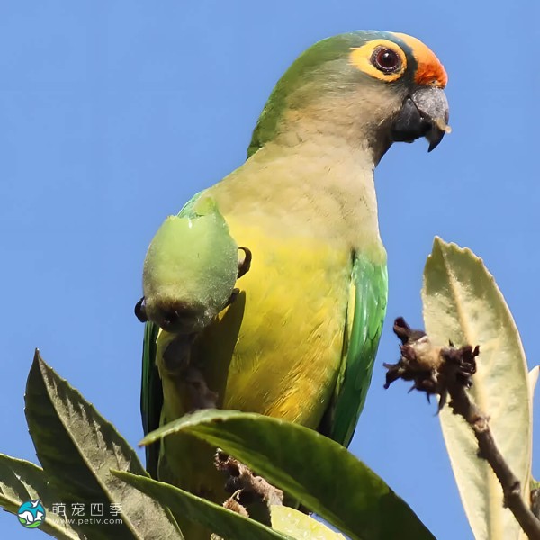 桃额锥尾鹦鹉-6