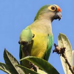 桃额锥尾鹦鹉-缩略图-6