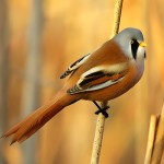 文须雀-缩略图-1