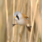 文须雀-缩略图-2