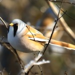 文须雀-缩略图-3