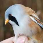 文须雀-缩略图-4