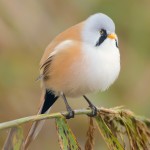 文须雀-缩略图-5