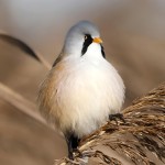 文须雀-缩略图-6