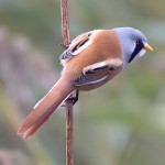 文须雀-缩略图-7