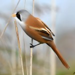 文须雀-缩略图-8