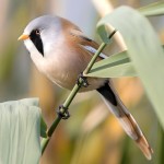 文须雀-缩略图-9