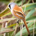 文须雀-缩略图-10