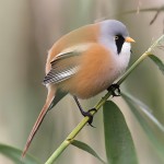 文须雀-缩略图-11