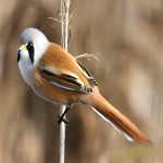 文须雀-缩略图-12