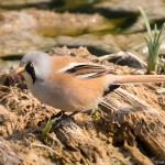 文须雀-缩略图-13