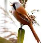 文须雀-缩略图-14