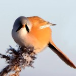 文须雀-缩略图-15