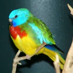 鲜红胸鹦鹉-缩略图-1