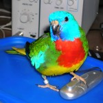 鲜红胸鹦鹉-缩略图-3