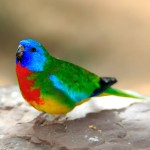 鲜红胸鹦鹉-缩略图-5