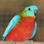 鲜红胸鹦鹉-缩略图-6