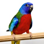 鲜红胸鹦鹉-缩略图-7