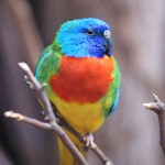 鲜红胸鹦鹉-缩略图-9