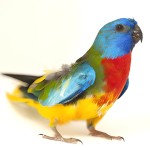 鲜红胸鹦鹉-缩略图-10