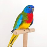 鲜红胸鹦鹉-缩略图-11