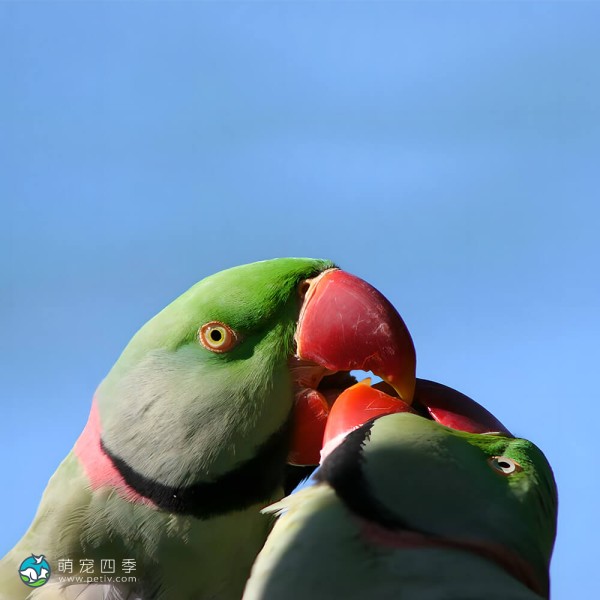 亚历山大鹦鹉-1