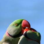 亚历山大鹦鹉-缩略图-1