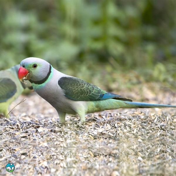 亚历山大鹦鹉-2