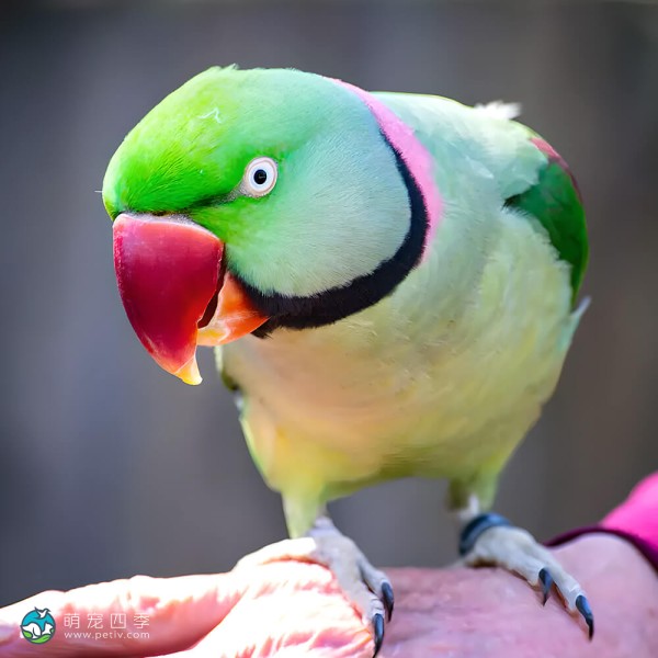 亚历山大鹦鹉-3