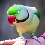 亚历山大鹦鹉-缩略图-3