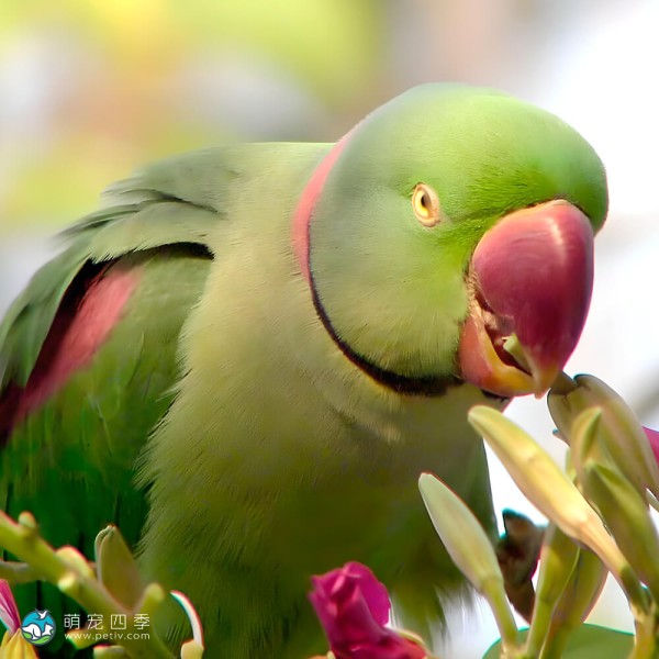 亚历山大鹦鹉-5