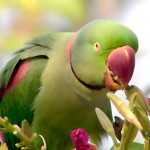 亚历山大鹦鹉-缩略图-5