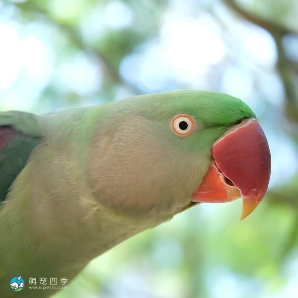 亚历山大鹦鹉-6