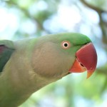 亚历山大鹦鹉-缩略图-6