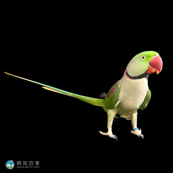 亚历山大鹦鹉-7