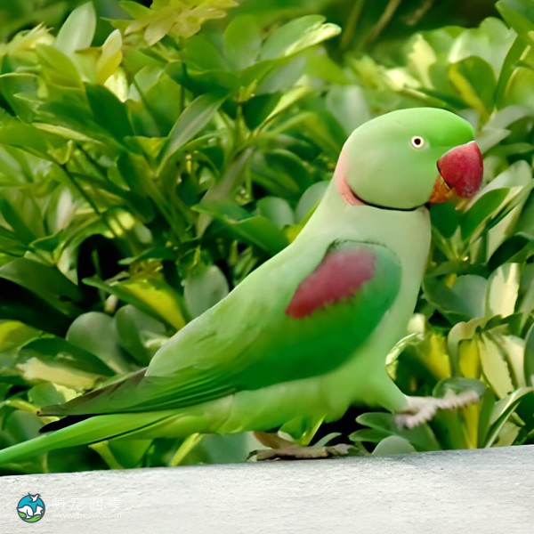 亚历山大鹦鹉-8