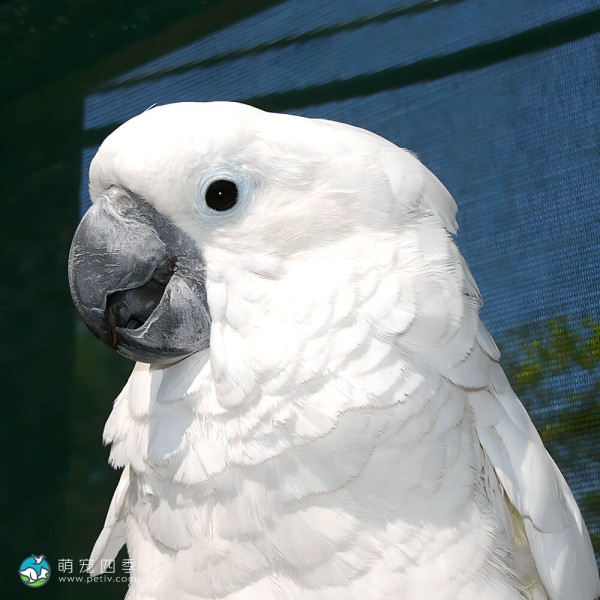 白凤头鹦鹉-1