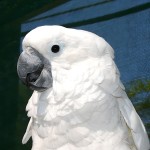 白凤头鹦鹉-缩略图-1