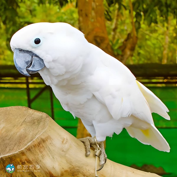 白凤头鹦鹉-2