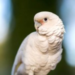 白凤头鹦鹉-缩略图-3